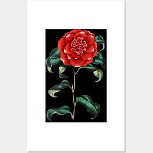 Painting, red rose, Crimson camellia flower,the roses red Posters and Art